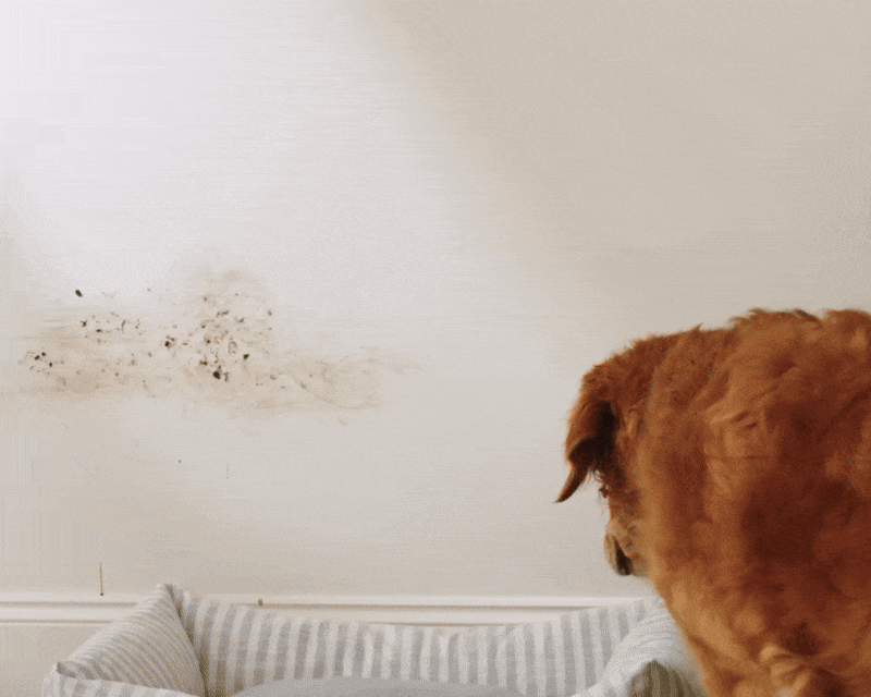 Pet-proof